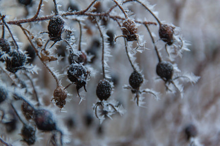 Frozen blackberries on a branch in the winter. close-up.の写真素材