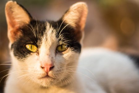 Cat closeupの写真素材