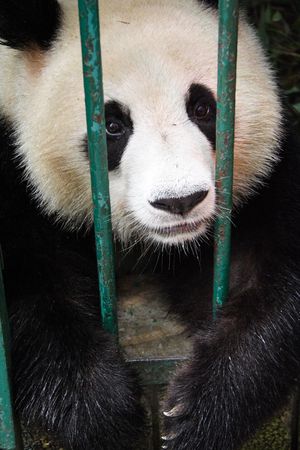 Panda I breeding center in Chongqing, Sichuan, Chinaの写真素材