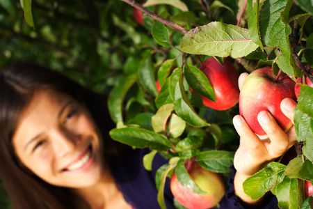 Autumn woman picking apple from tree. Shallow depth of field, focus on the apple.の写真素材