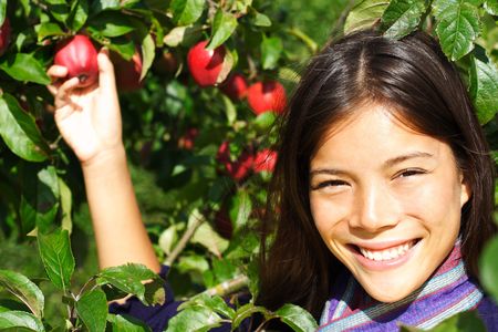 Woman picking apple from tree in fall. Beautiful mixed race woman. の写真素材