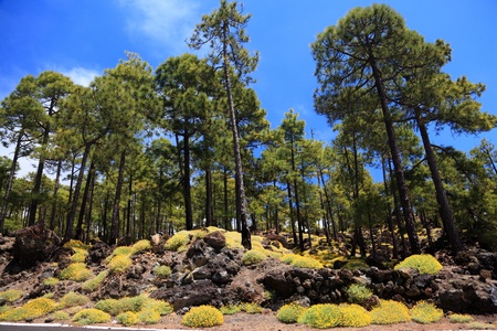 Tenerife forest landscape in Teide national park. Volcano Teide on Tenerife, Canary Islands, Spainの写真素材