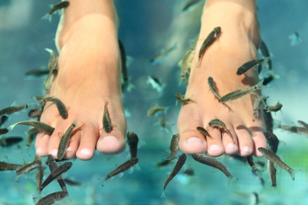 Fish spa pedicure wellness skin care treatment with the fish rufa garra, also called doctor fish, nibble fish and kangal fish.の写真素材