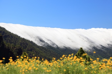 La Palma, Canary Islands. Photo shows the rare and famous cloud phenomena where the clouds fall down over the mountain ridge Cumbre Nueva like a waterfall.の写真素材