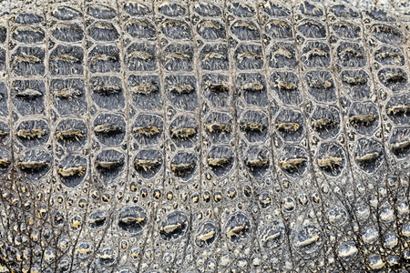 Background texture of crocodile alligator skin. Closeup of real living alligator showing spikes in skin.の写真素材