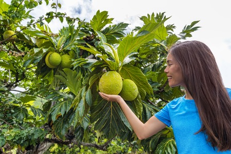 French Polynesia travel tourist woman visiting island looking at local fruit tree in Tahiti....