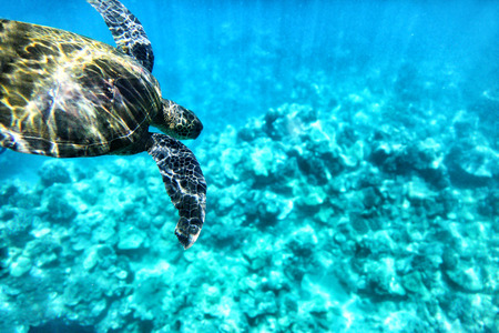 Wild turtle diving in blue ocean waters of Hawaii. Turquoise sea background, natural wildlife.