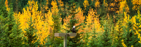 Bald Eagle wildlife in Alaska forest in autumn foliage trees background panorama banner.の写真素材