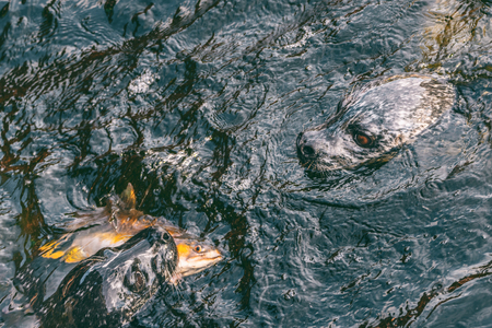 Seals hunting together eating salmon fish in creek. Alaska harbor seal swimming with fish in mouth,...