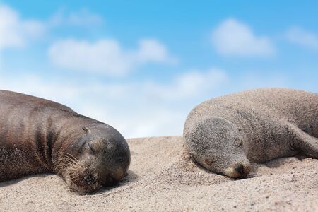 Galapagos Sea Lion pups lying sleeping in sand lying on beach Galapagos Islands. Animals and wildlife nature on Galapagos, Ecuador, South America. Cute animals.の写真素材