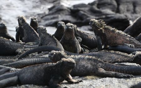 Galapagos Marine Iguana - Iguanas warming in the sun on volcanic rocks on Fernadina Island, Espinoza...