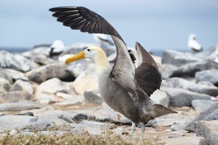 Galapagos Animals. Galapagos Albatross aka Waved albatrosses on Espanola Island, Galapagos Islands, Ecuador. The Waved Albatross is an critically endangered species endemic to Galapagos.の写真素材