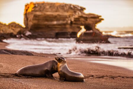 Galapagos Sea Lions on Galapagos Islands. Sea lion pup and adult at sunset on beach in Puerto Egas (Egas port) Santiago island, Ecuador. Galapagos Islands cruise ship travel destination.の写真素材