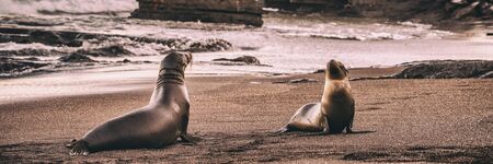 Galapagos Sea Lions on Galapagos Islands. Sea lion nature banner at sunset on beach in Puerto Egas (Egas port) Santiago island, Ecuador. Galapagos Islands cruise ship travel destination.の写真素材