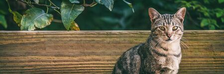 Cat outside - house pet or street cats panoramic banner background.