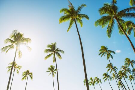 Hawaii tall palm trees with sun flare against blue sky summer travel background USA vacation destination.の写真素材
