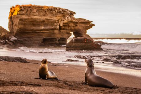 Galapagos Sea Lions on Galapagos Islands. Sea lion pup and adult at sunset on beach in Puerto Egas (Egas port) Santiago island, Ecuador. Galapagos Islands cruise ship travel destination.の写真素材