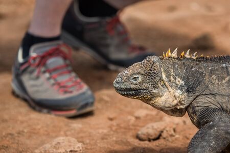 Galapagos Land Iguana by tourist hiker on North Seymour Island Galapagos Islands. Amazing animals...