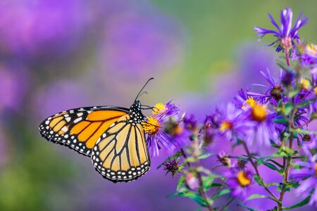 Monarch butterfly feeding on purple aster flower in summer floral background. Monarch butterflies in...