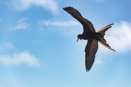 Frigatebird on Galapagos islands flying. Magnificent Frigate-bird in flight on North Seymour Island,...