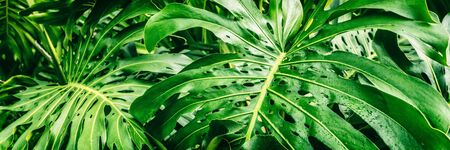Tropical plants panoramic banner background of green leaves of Monstera Deliciosa Swiss Cheese plant leaf texture.の写真素材