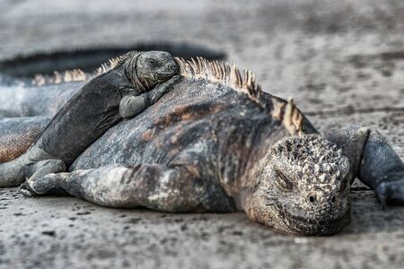 Galapagos Islands animals. Iguanas lying in the sun on rock. Marine iguana is an endemic species in Galapagos Islands. Animals, wildlife and nature of Ecuador. Young and mature iguana.の写真素材