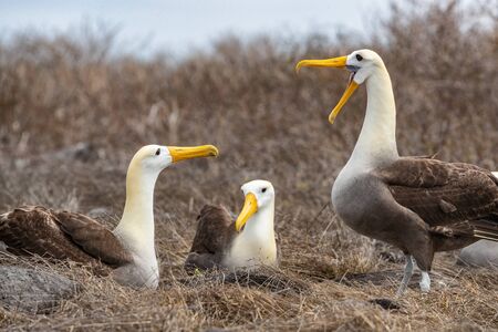 Galapagos Albatross aka Waved albatrosses mating dance courtship ritual on Espanola Island, Galapagos Islands, Ecuador. The Waved Albatross is an critically endangered species endemic to Galapagos.の写真素材