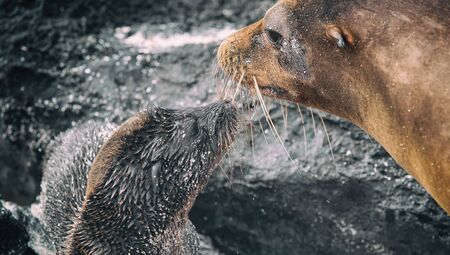 Galapagos Sea Lion cub playful playing in sand and water with adult sea lion lying on beach on...