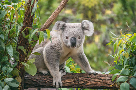 Koala on eucalyptus tree outdoor.の写真素材