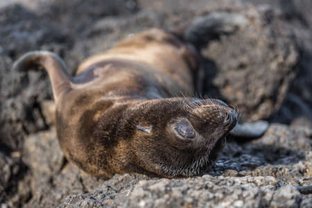 Galapagos Sea Lion pup playful playing in sand lying on beach on Galapagos Islands. Galapagos,...