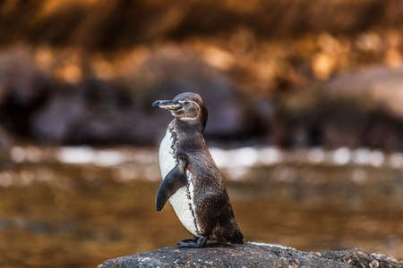 Galapagos penguin of Isabela Island, Galapagos Islands. Endangered species on Galapagos. Amazing...