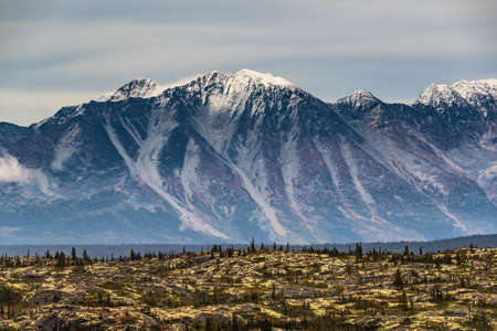 Alaska landscape travel tourist fall destination for autumn cruise season. Mountain range far away in the background with tundra and pine forest trees.の写真素材