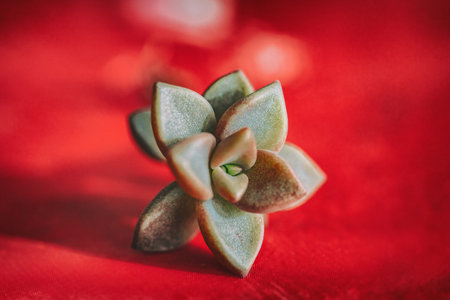 Succulent plant new rosette from leaf propagation. Succulents plants growing gardening at homeの写真素材