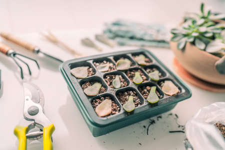 Plant propagation DIY gardening. Succulent leaf growing at home planting succulents leaves in propagator tray for sprouting. Indoor gardenの写真素材