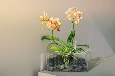 Mini orchids flowers in sunlight at home. Table decoration houseplant in transparent pot showing roots of orchind plantの写真素材