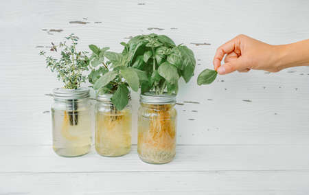 Herb harvest at home while cooking. Woman picking fresh basil leaf from growing herbs plants in...