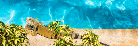 Funny iguana pet sunbathing by the swimming pool tanning poolside relaxing. Background for Caribbean summer travel vacation conceptsの写真素材
