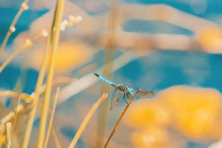 Blue dasher dragonfly on Canada lake.の写真素材