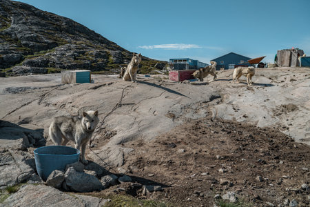 Greenland travel scene. Greenlandic sled dogs resting by shed during summer inactive before winter. Many doc packs and pup roaming on landscape. Arctic scenery landscapeの写真素材
