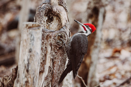 Pileated Male Woodpecker perched on tree trunk pecking for food in Quebec, Canada. North America birdの写真素材