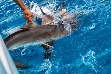 Shark fishing illegal boating activity. Sealife fish cutting for fin trade.の写真素材