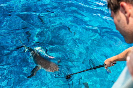 Shark boat tour tourist man filming recording with go pro underwater in blue lagoon ocean in Tuamotu Archipelago, Tuamotus islands, French Polynesia.の写真素材