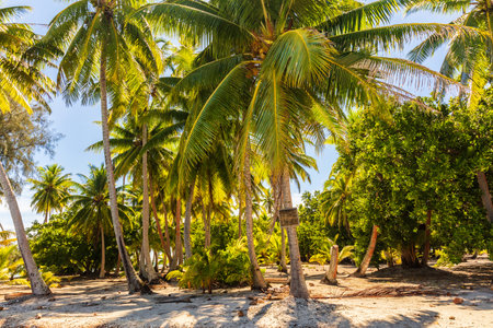 Palm trees on beach island getaway lush tropical background. Exotic travel destination.の写真素材