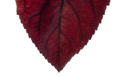 Natural textures, abstract background. High quality photo. Macro photography of burgundy leaf in...