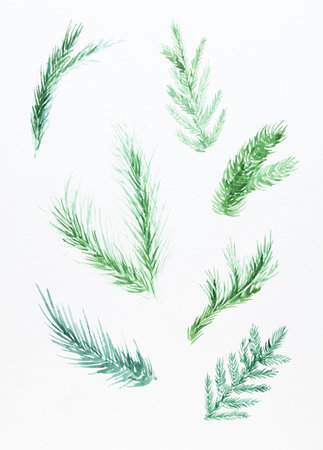 Pine, spruce, fir tree branches, winter nature clipart. A set of Christmas decorations from fir...