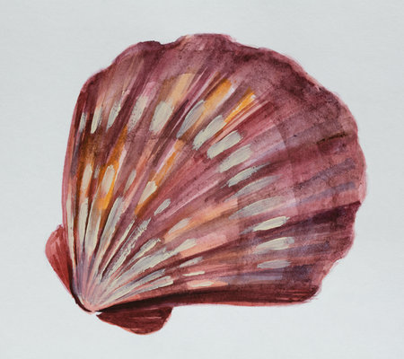 Seashells painted in watercolor on a white background.の写真素材