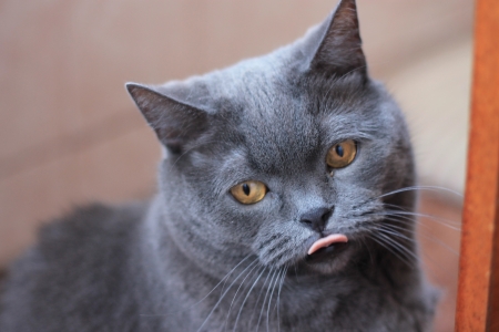 grey British cat showing tongueの写真素材