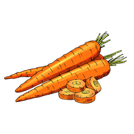 Vector hand drawn vegetable Illustration. Detailed retro style hand-drawn sketch of some carrots. Vintage sketch element for labels, packaging and cards design.のイラスト素材