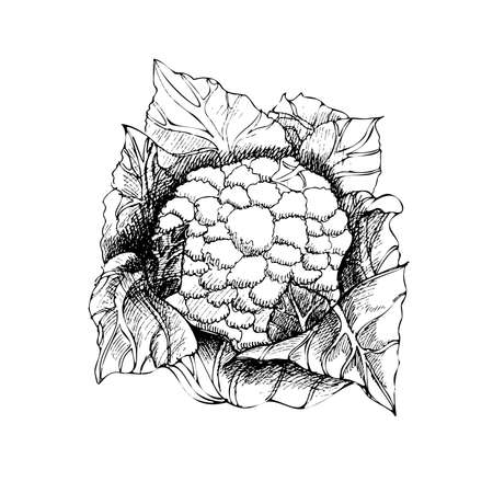 Vector hand drawn vegetable Illustration. Detailed retro style hand-drawn sketch of cauliflower. Vintage sketch element for labels, packaging and cards design.のイラスト素材