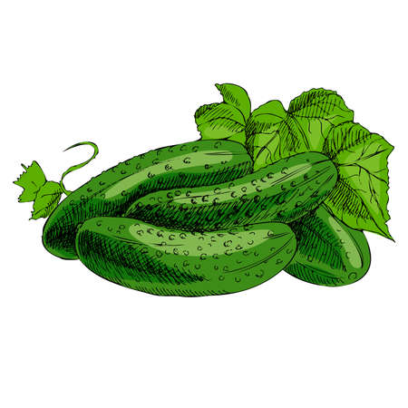 Vector hand drawn vegetable Illustration. Detailed retro style hand-drawn cucumbers sketch. Vintage sketch element for labels, packaging and cards design.のイラスト素材
